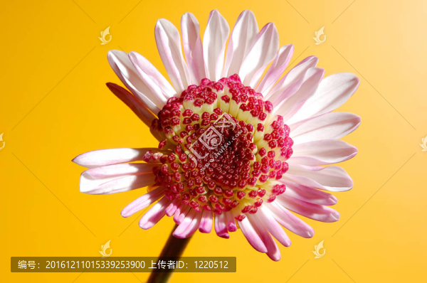 下垂的花