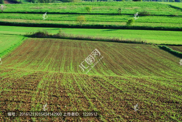 農(nóng)業(yè)景觀