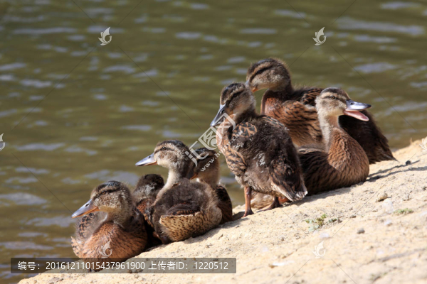 鳧雛（Anas,platyrhynchos）
