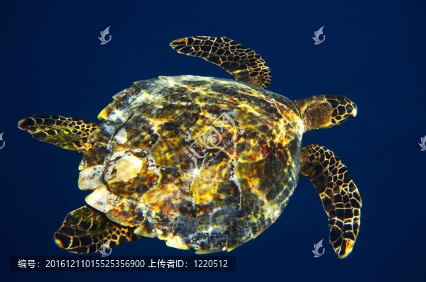 海龜