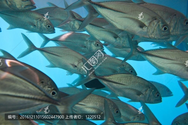 學(xué)校的魚