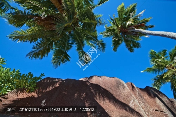 熱帶叢林