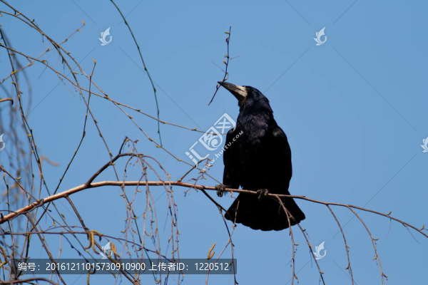 禿鼻烏鴉