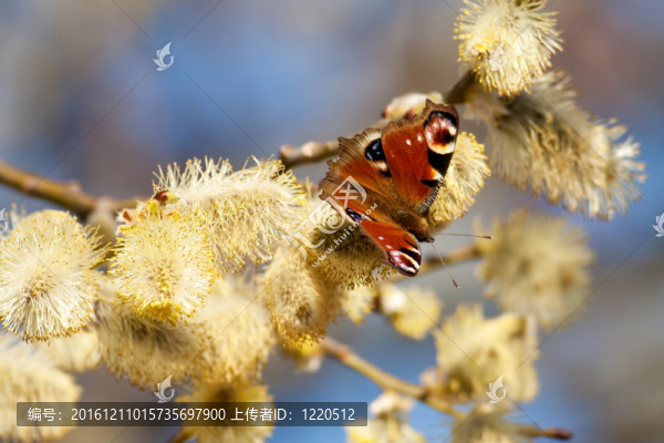aglais,IO
