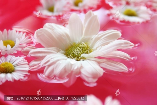 自然背景中的美麗花