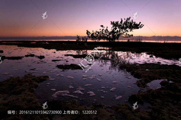 紅樹林樹映襯在南佛羅里達州的日出