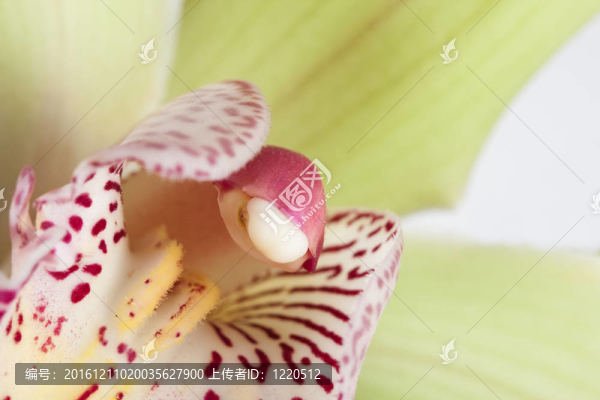 大花蕙蘭摘要