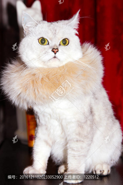 貓