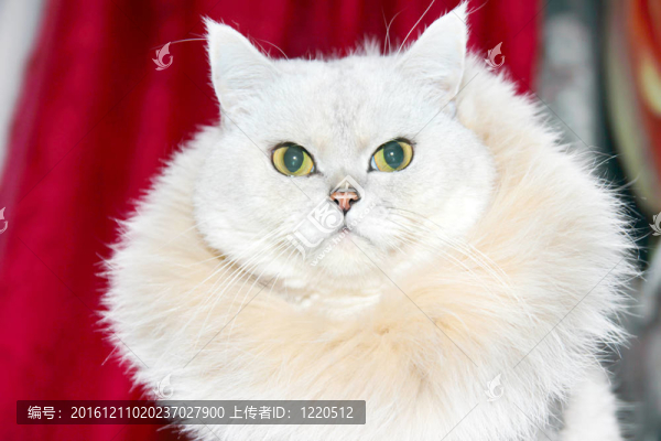 貓