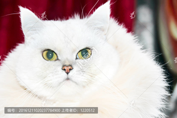 貓