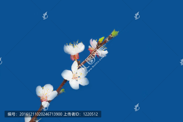 藍(lán)色背景上的蘋果花
