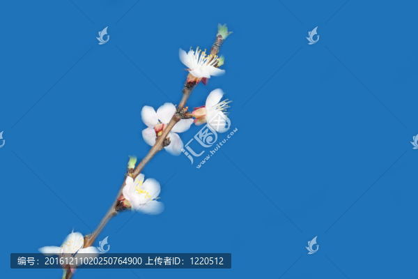 藍(lán)色背景上的蘋果花