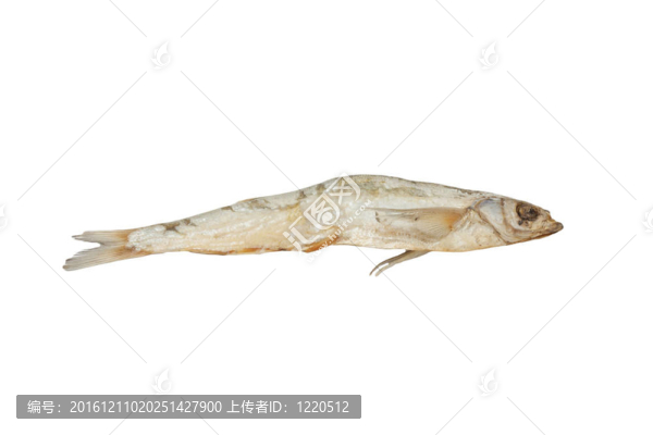 白底干魚