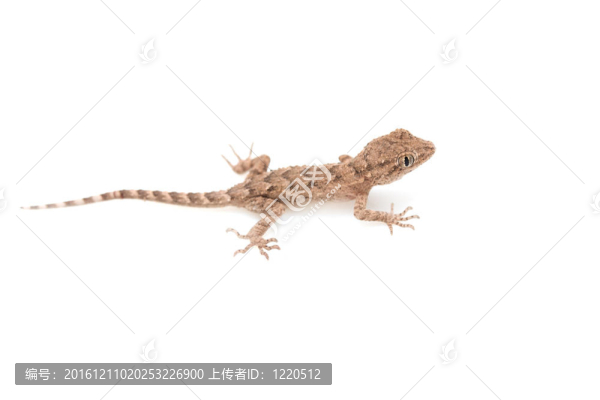 褐色斑點的壁虎爬行的白色隔離；從上方看