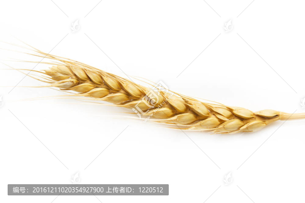 白底小麥穗