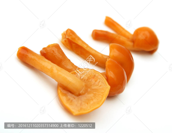 白底蘑菇