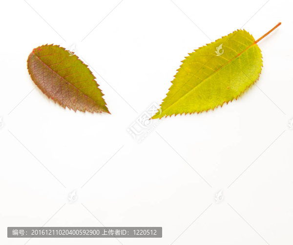 白色背景上的兩片秋葉
