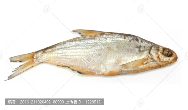 白底干魚