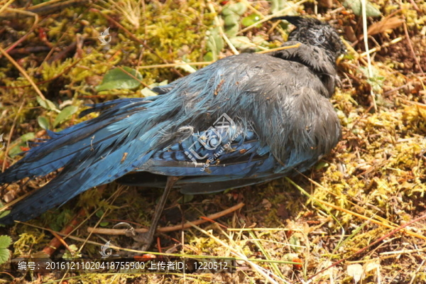 死了的Steller,Jay