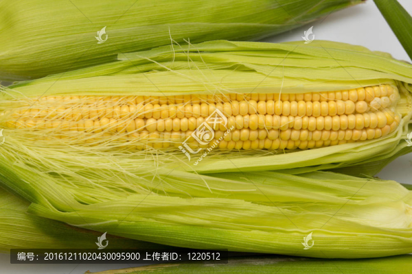 玉米棒之間的綠色的葉子