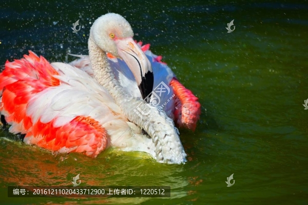 紅火鳥