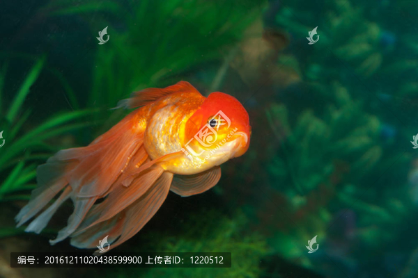 金獅頭金魚在魚缸