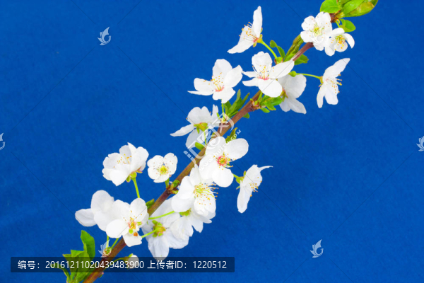 藍(lán)色背景上的蘋果花