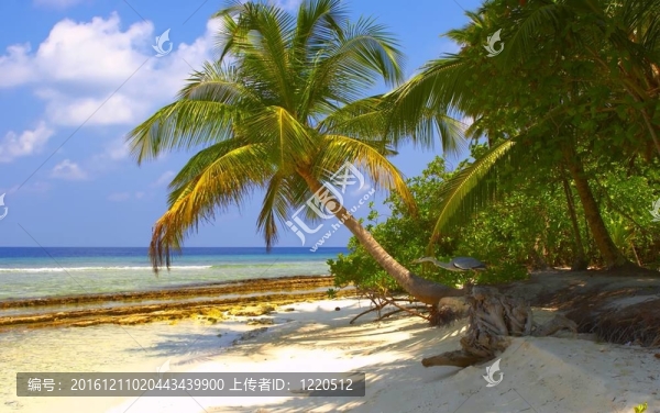 夢幻熱帶海灘棕櫚樹與鳥