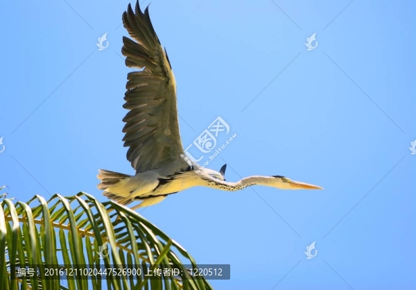 鳥兒的飛翔