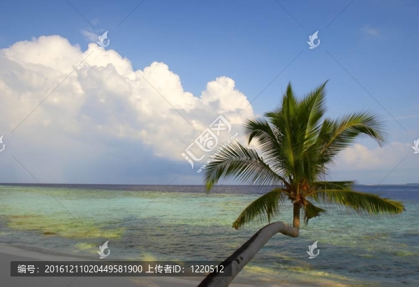 美麗的海灘棕櫚樹