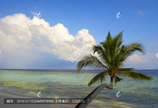 美麗的海灘棕櫚樹