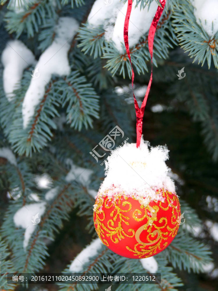 街道上的雪覆蓋的樹