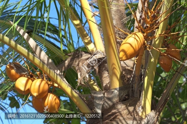 漂亮的椰子
