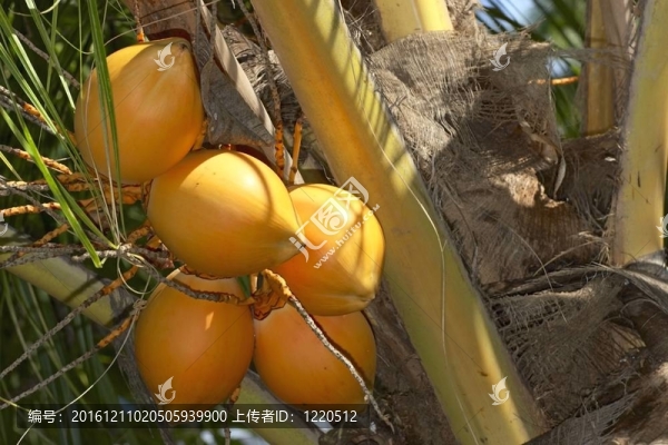 靠近椰子