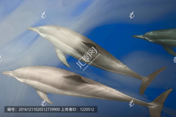 海豚