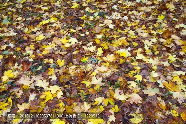秋天公園里美麗的金黃楓葉