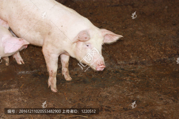 農(nóng)場(chǎng)上的豬