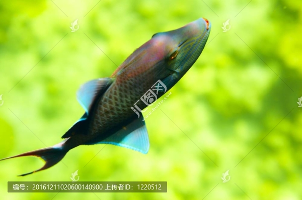 魚