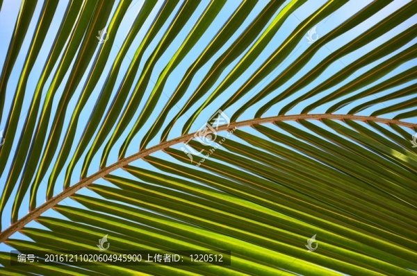 棕櫚樹的葉子n513