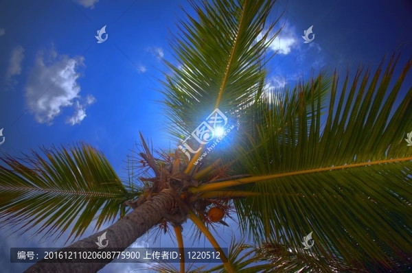 Palmtree和天空有云