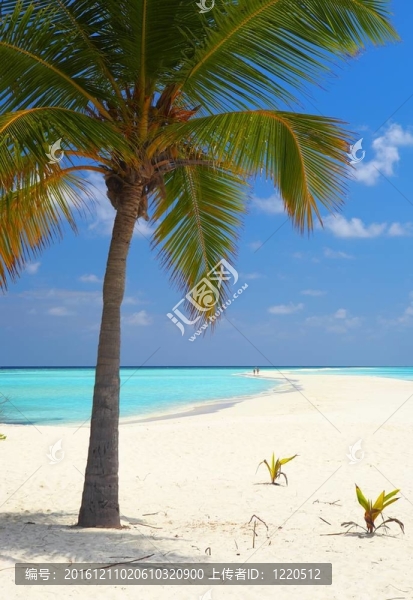 無限的熱帶海灘
