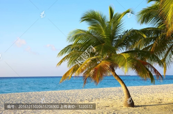 在一個(gè)熱帶海灘Palmtree