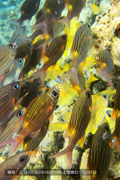 魚