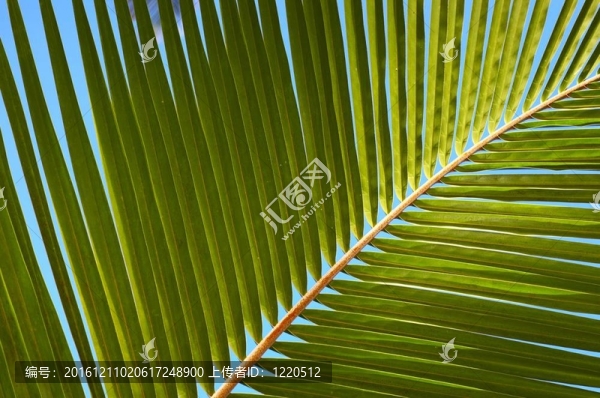 棕櫚樹葉N54