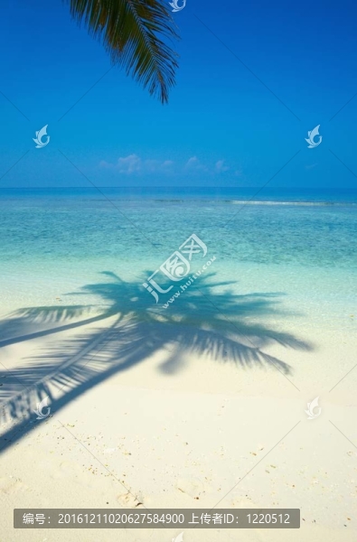 棕櫚樹的葉子