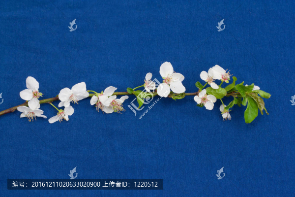 藍(lán)色背景上的蘋(píng)果花