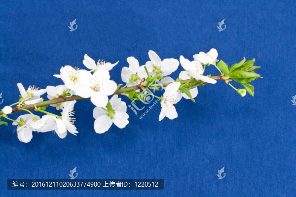 藍色背景上的蘋果花