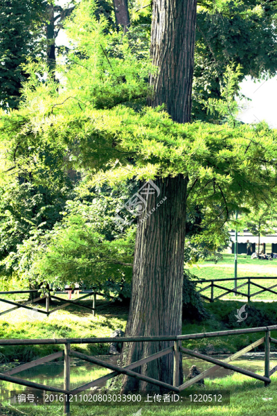 公園里的樹(shù)