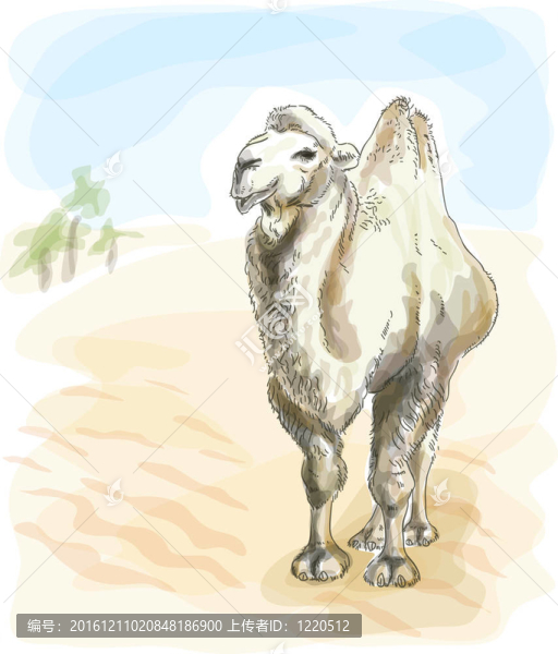 Camel,Bactrian。水彩畫風格。