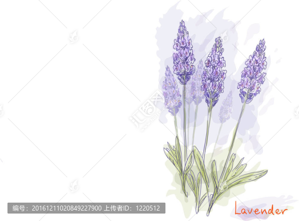 薰衣草的花（Lavandula）。